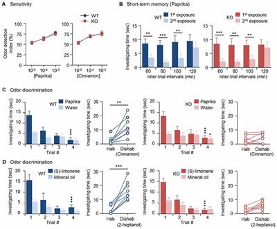 CPEB4-Dependent Neonate-Born Granule Cells Are Required for Olfactory Discrimination